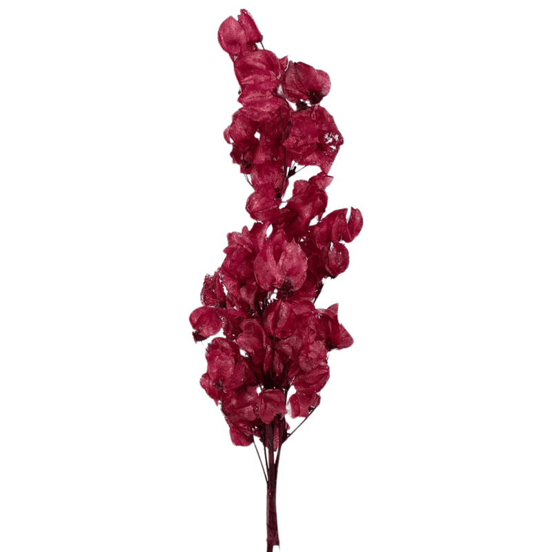 Flor Bouganville Vermelho Desidratada Buque Seco Arranjo Decoração Interiores