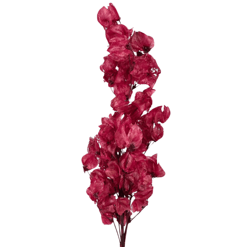 Flor Bouganville Vermelho Desidratada Buque Seco Arranjo Decoração Interiores