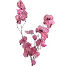 Flor Bouganville Rosa Claro Desidratada Buque Seco Arranjo Decoração Interiores