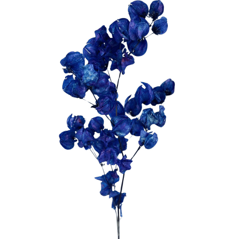 Flor Bouganville Azul Desidratada Buque Seco Arranjo Decoração Interiores