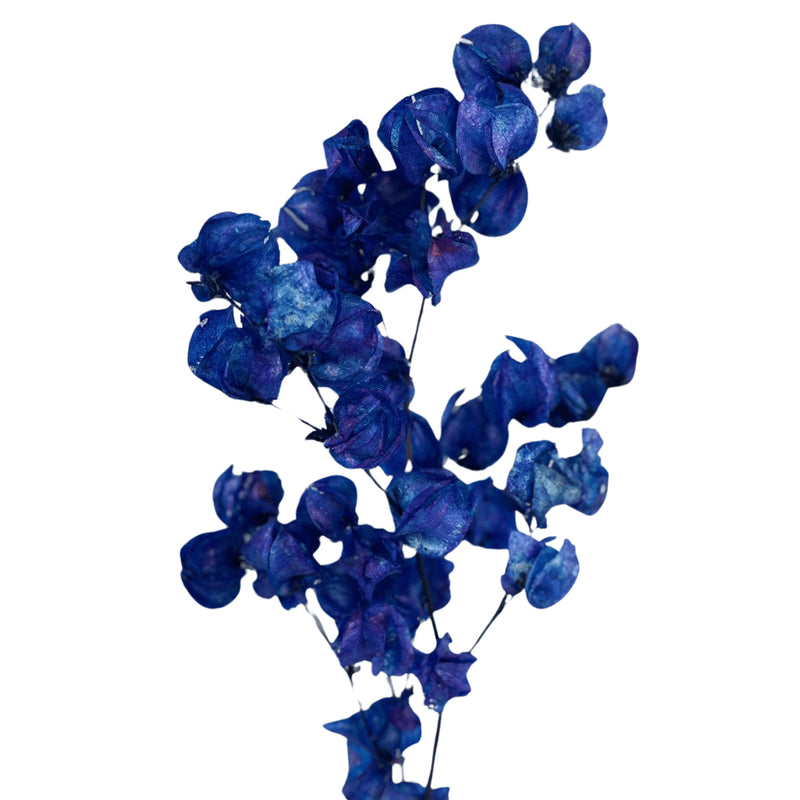 Flor Bouganville Azul Desidratada Buque Seco Arranjo Decoração Interiores