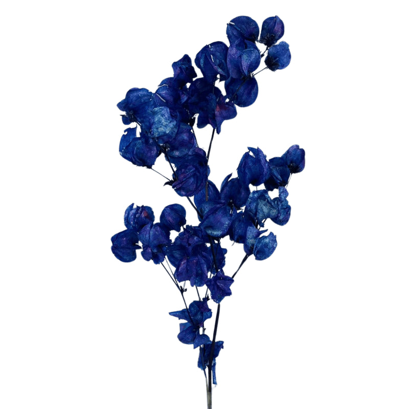 Flor Bouganville Azul Desidratada Buque Seco Arranjo Decoração Interiores