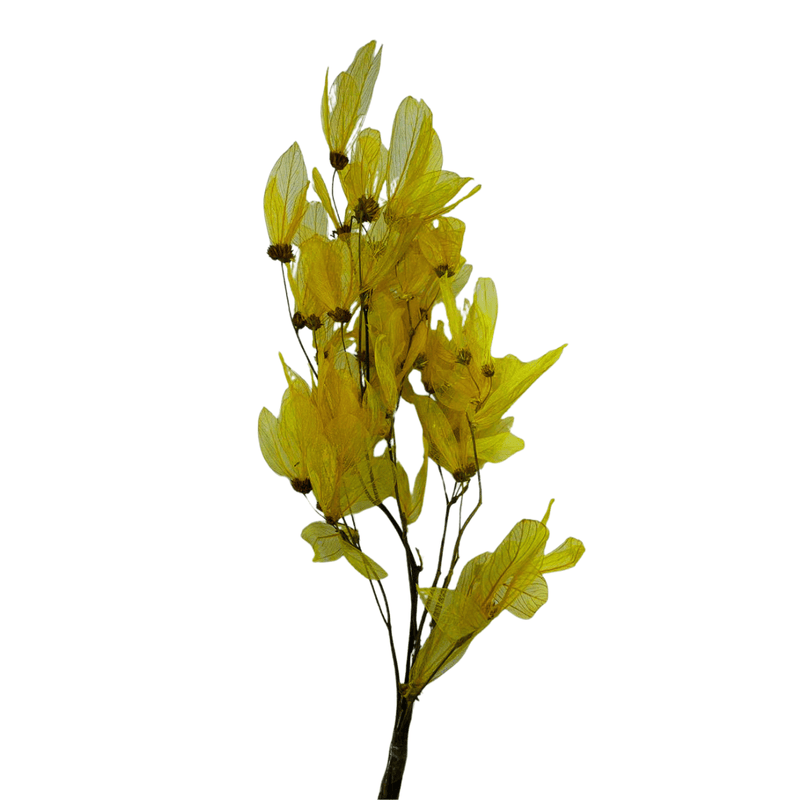 Flor De Magnólia No Galho Folha Amarelo Arranjo Decoração