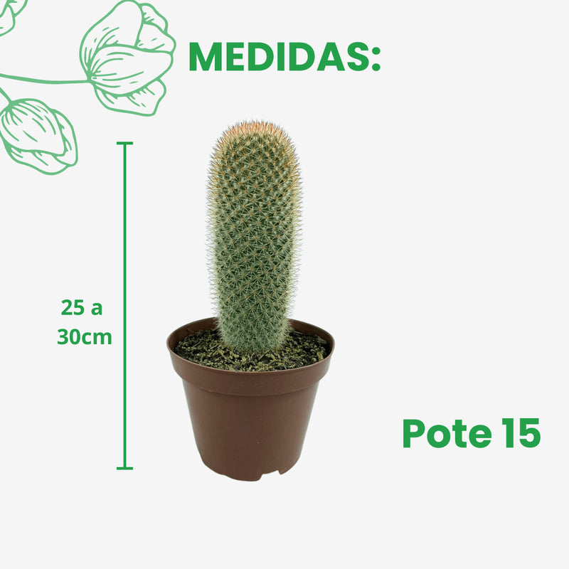 1 Cacto Mammillaria Spinosissim Pote 15 Decoração Top Jardins