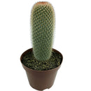 1 Cacto Mammillaria Spinosissim Pote 15 Decoração Top Jardins