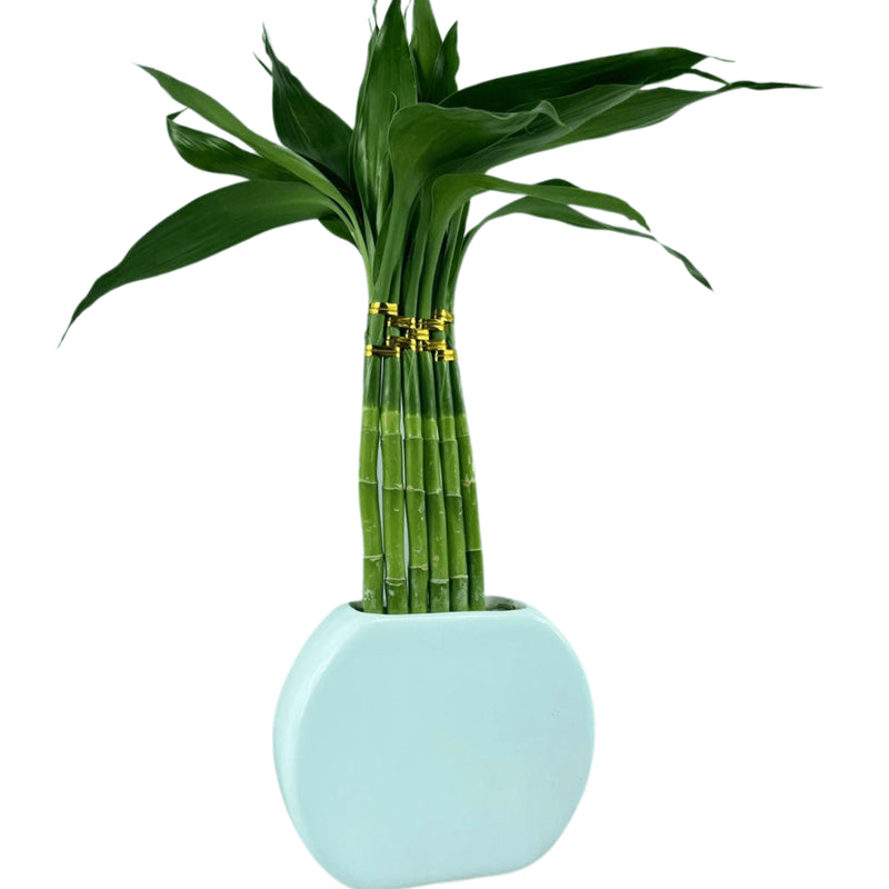 Planta Bambu Da Sorte 6 Hastes Vaso Meia Lua Cerâmica Branco