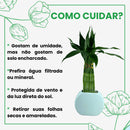 Planta Bambu Da Sorte 6 Hastes Vaso Meia Lua Cerâmica Branco