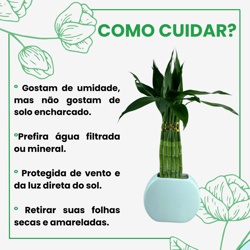 Planta Bambu Da Sorte 6 Hastes Vaso Meia Lua Cerâmica Branco