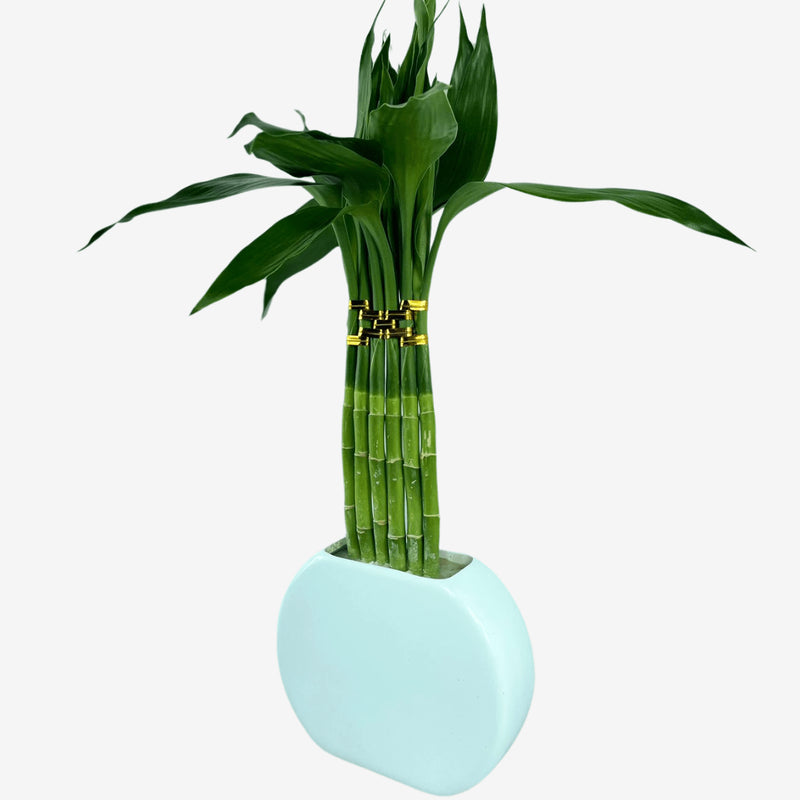 Planta Bambu Da Sorte 6 Hastes Vaso Meia Lua Cerâmica Branco