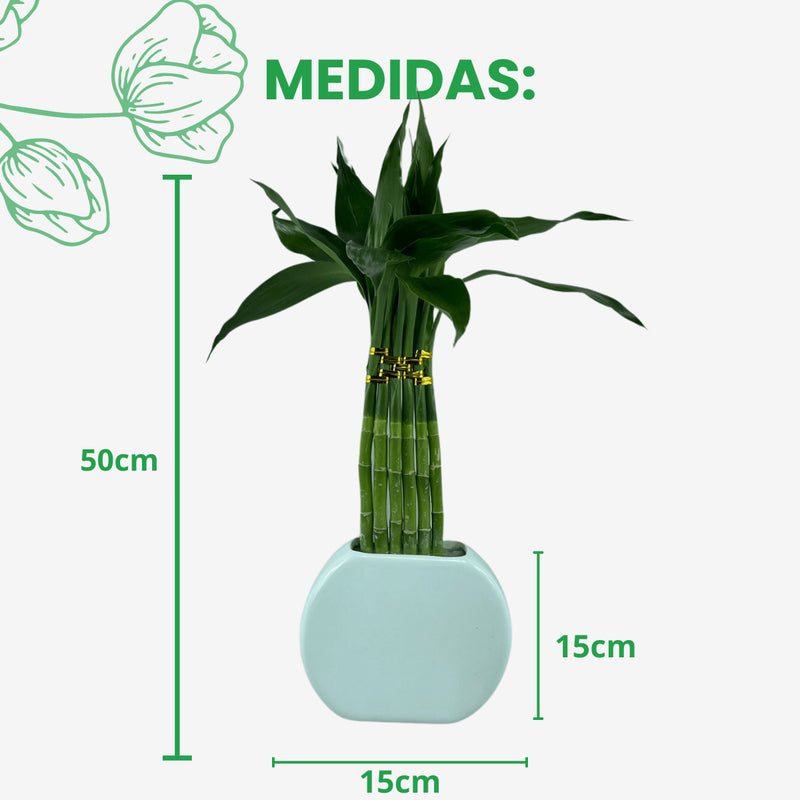 Planta Bambu Da Sorte 6 Hastes Vaso Meia Lua Cerâmica Branco