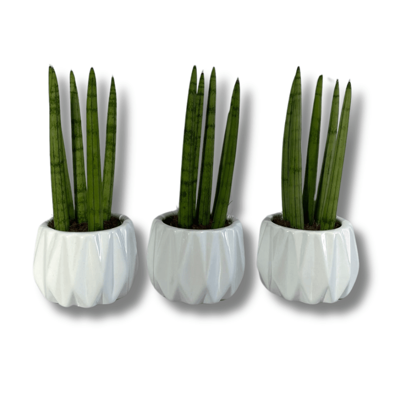 Kit Com 3 Mini Lança De São Jorge Vaso Cerâmica Branco Decoração