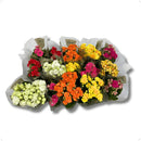 Caixa 15 Kalanchoe Coloridas Sortidas Decoração Festa Lembrancinha Flores Pequenas