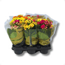 Caixa 15 Kalanchoe Coloridas Sortidas Decoração Festa Lembrancinha Flores Pequenas
