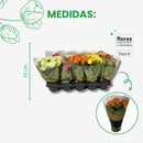 Caixa 15 Kalanchoe Coloridas Sortidas Decoração Festa Lembrancinha Flores Pequenas