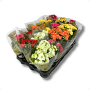 Caixa 15 Kalanchoe Coloridas Sortidas Decoração Festa Lembrancinha Flores Pequenas