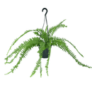 Planta Paulistinha De Metro Samambaia Natural Holambra Decoração