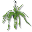 Planta Paulistinha De Metro Samambaia Natural Holambra Decoração