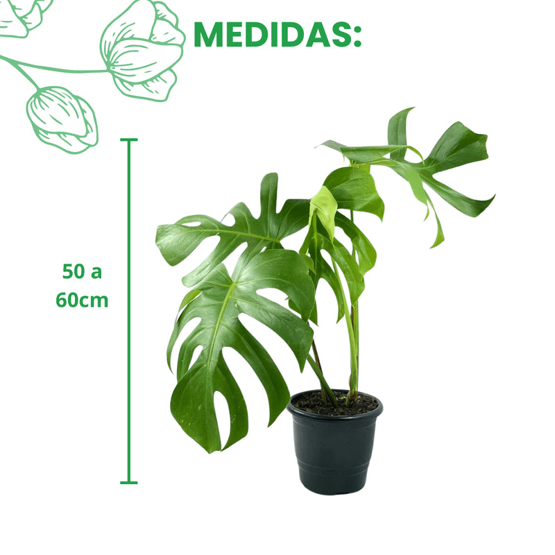 1 Costela De Adão Monstera Natural Deliciosa Pote 17