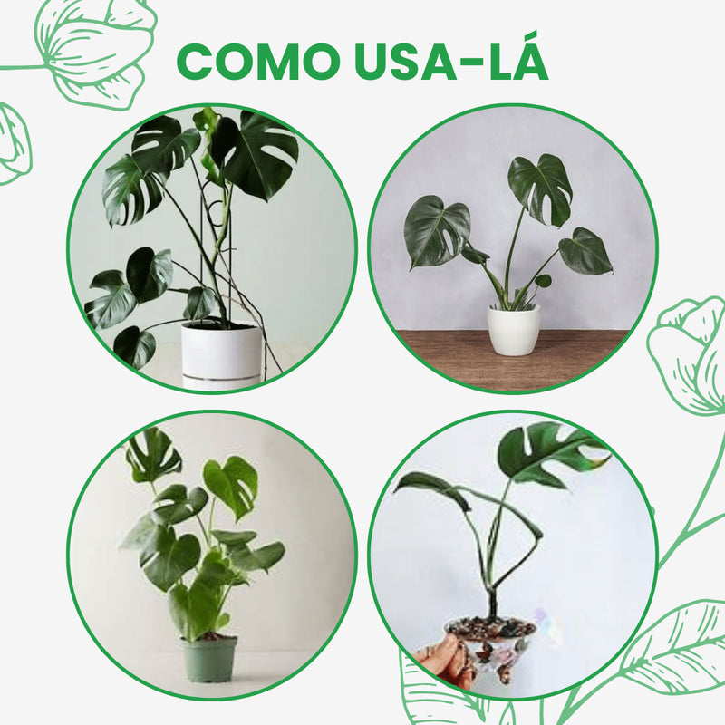 Mini Muda Costela de Adão Pote 6 Decoração Pequena Sala