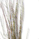 10 Galhos Vime Azuk De Bolinha 1m Desidratado Envelhecido