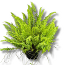 Planta Samambaia Astro Exótica Rara Cuia 21 Natural Pendente