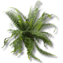 1 Planta Samambaia Shiva Chiva Xivas Cuia 21 Natural Grande