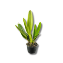 Muda De Orquídea Branca Ou Laranja Planta Ornamental Chique