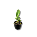 Muda De Orquídea Branca Ou Laranja Planta Ornamental Chique