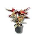 1 Planta Begônia Maculata Natural 40cm Ornamental Decorativa
