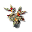 1 Planta Begônia Maculata Natural 40cm Ornamental Decorativa