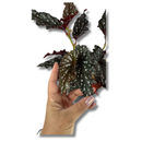 1 Planta Begônia Maculata Natural 40cm Ornamental Decorativa