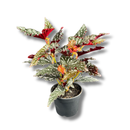 1 Planta Begônia Maculata Natural 40cm Ornamental Decorativa