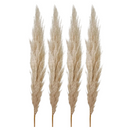 4 Haste de Capim dos Pampas Pluma Grass Boho