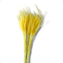 Capim Carrapatinho Ourinho Alvejado Desidratado Buque Flores Secas