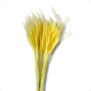 Capim Carrapatinho Ourinho Alvejado Desidratado Buque Flores Secas