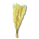 Buquê Capim Licopodium Cores Desidratado Arranjo Decoração