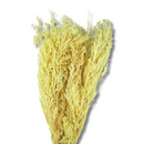 Buquê Capim Licopodium Cores Desidratado Arranjo Decoração