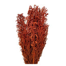 Buquê Capim Licopodium Cores Desidratado Arranjo Decoração