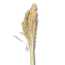 Buquê Flor De Vassoura Vassourinha Desidratado Seco