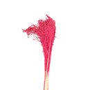 Buquê Flor De Vassoura Vassourinha Desidratado Seco