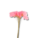 Buquê de Folha de Magnólia Esqueletizada Cores