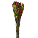 Buque Rabo De Gato Colorido Celosia Maço Flores Desidratadas