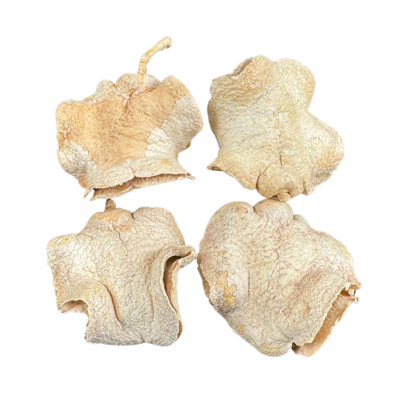4 Casca Boca De Sapo Semente Enfeite Decorações Alvejada