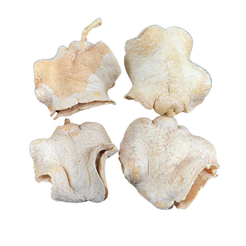 4 Casca Boca De Sapo Semente Enfeite Decorações Alvejada