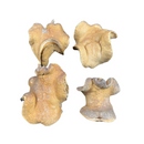 4 Casca Boca De Sapo Sementes Enfeite Decorações Natural