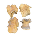 4 Casca Boca De Sapo Sementes Enfeite Decorações Natural