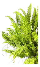Planta Samambaia Astro Exótica Rara Cuia 21 Natural Pendente