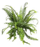 1 Planta Samambaia Shiva Chiva Xivas Cuia 21 Natural Grande