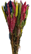 Buque Rabo De Gato Colorido Celosia Maço Flores Desidratadas