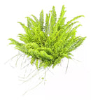 Planta Samambaia Astro Exótica Rara Cuia 21 Natural Pendente